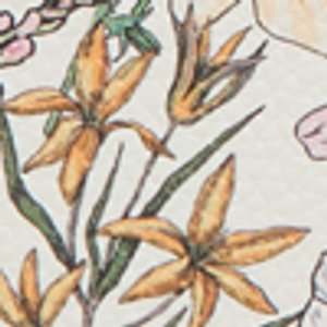 Daspias - Image 7