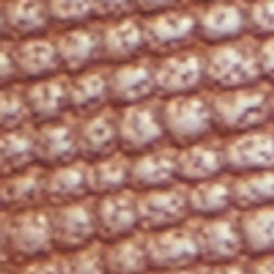 Walters - Image 9