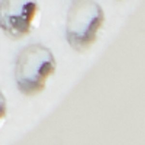 Cuore - Image 9