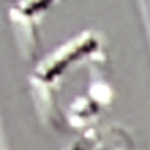 Lagodi - Image 2