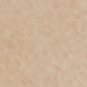 Wildbloom - Image 9