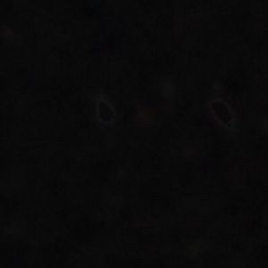 Begoniaa - Image 9