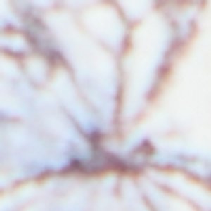 Gracious - Image 8
