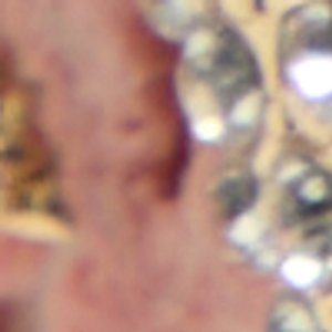 Seafoam - Image 8
