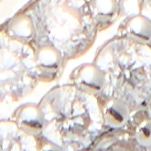 Strigidae - Image 3