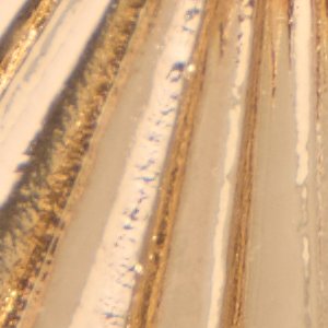 Fariaria - Image 3