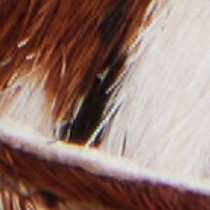 Coolchic - Image 8